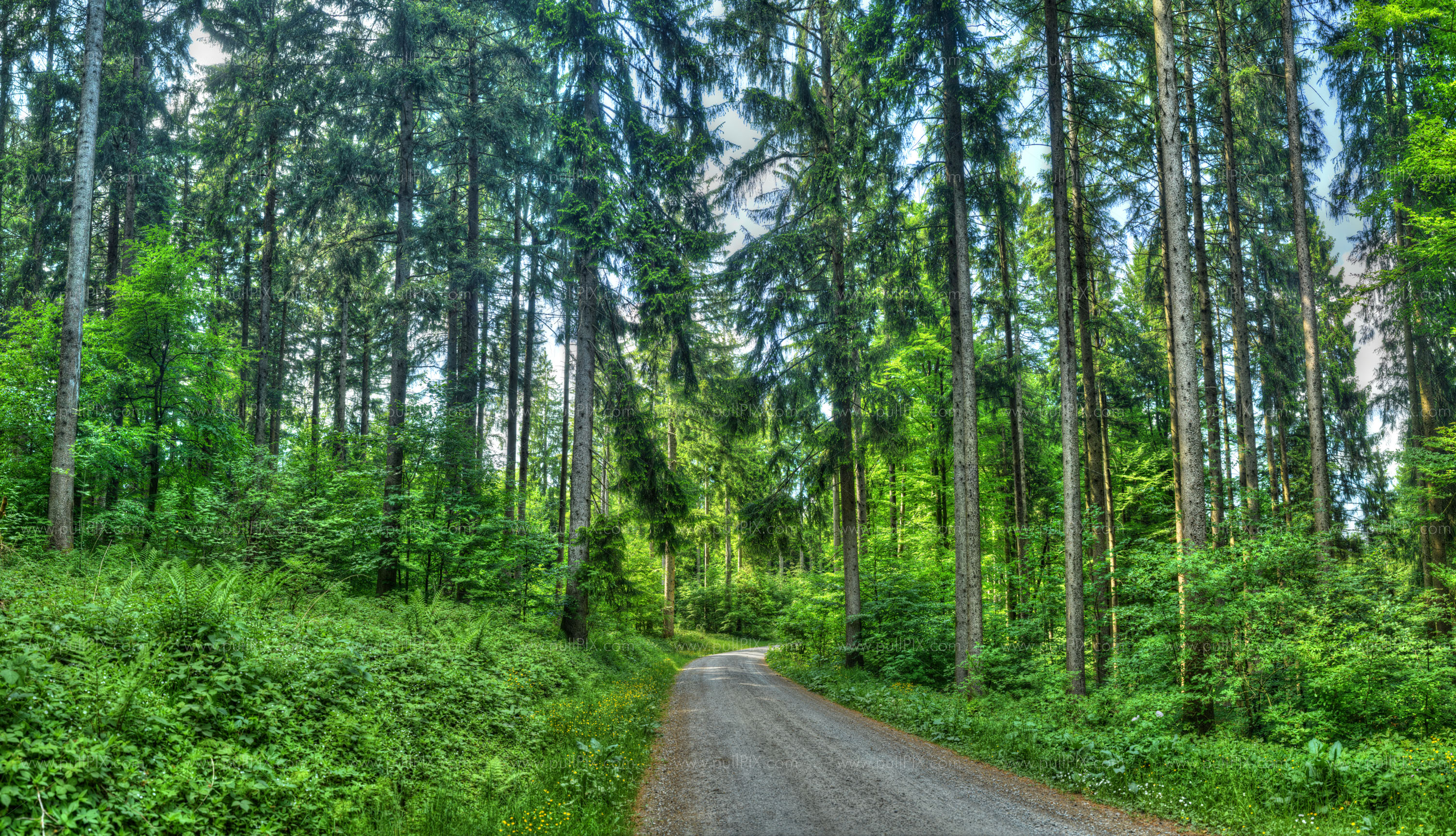 Preview Wirlinger Wald Buchenberg_hdr.jpg